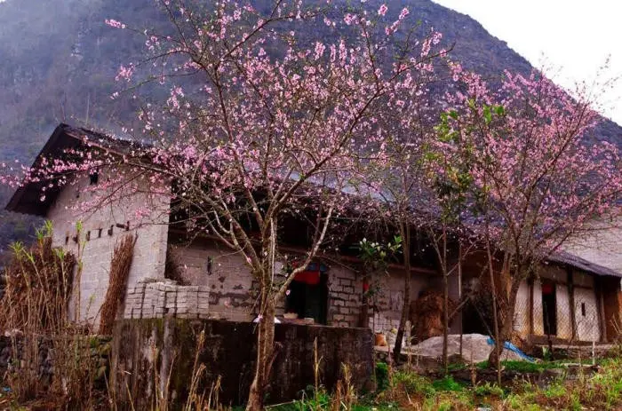 fleurs de pêcher à Hà Giang 1