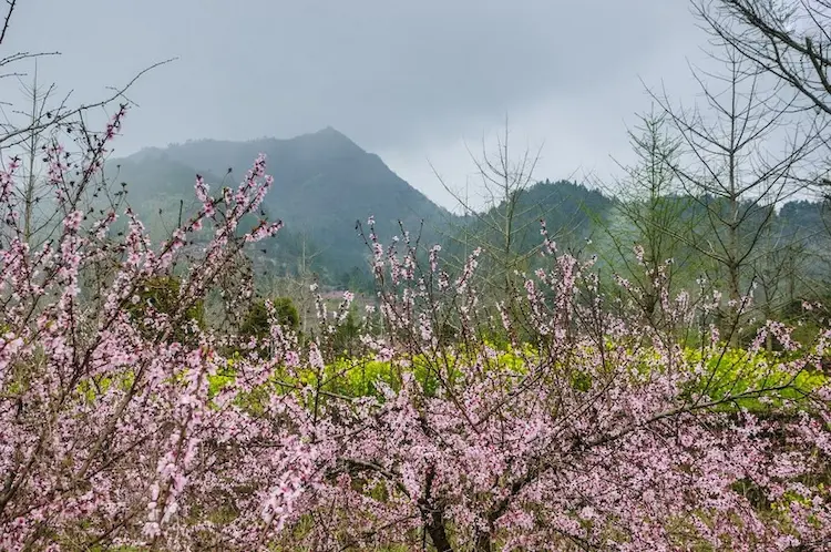 fleurs de pêcher à Hà Giang 2