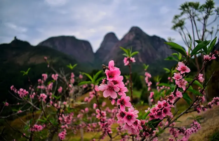 fleurs de pêcher à Hà Giang 3