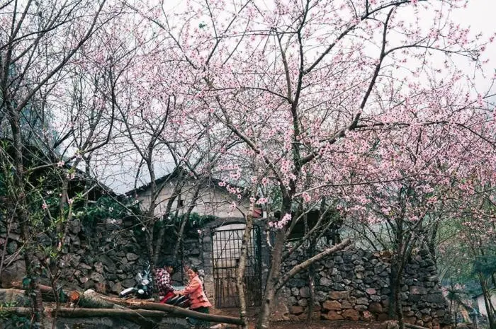 fleurs de pêcher à Hà Giang 4