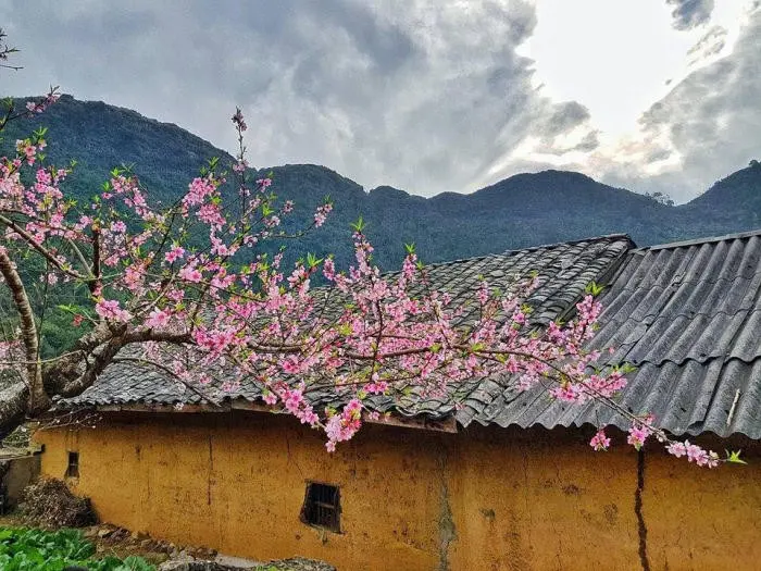 fleurs de pêcher à Hà Giang 5