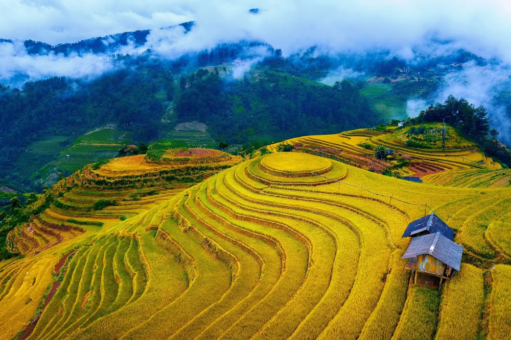 mu cang chai riziere_1000