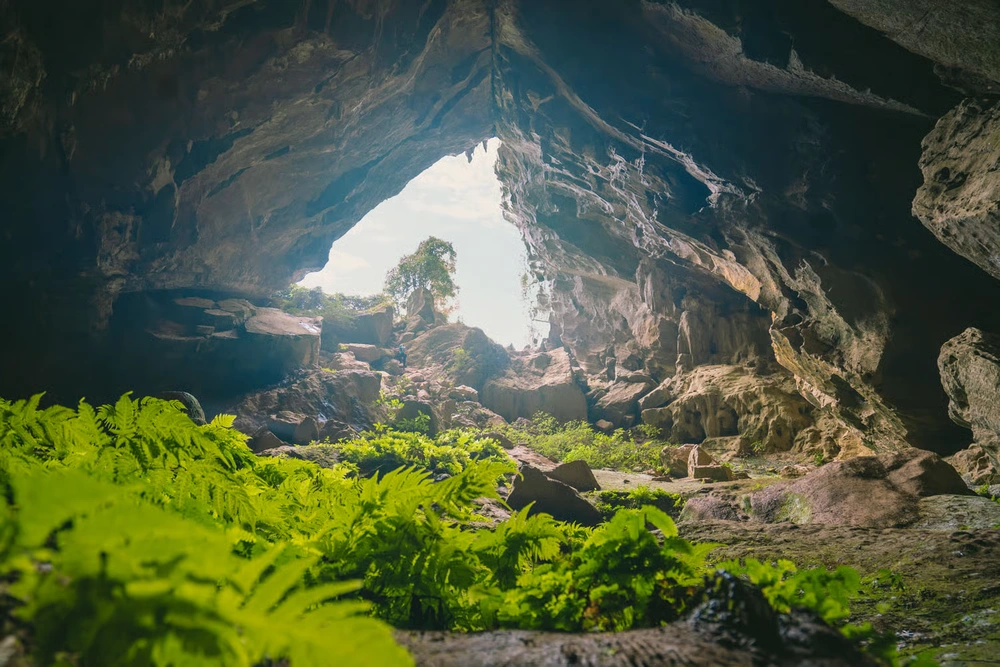 Entrée majestueuse d'une grotte du système de Tu Lan, éclairée par la lumière naturelle avec de la végétation luxuriante.