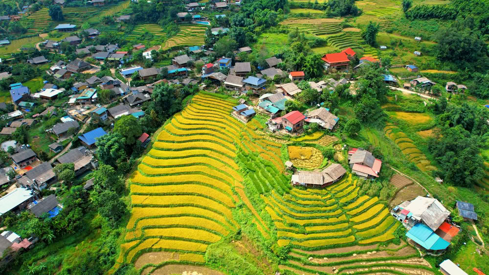 Rizières de Lao Chải au pied des montagnes.