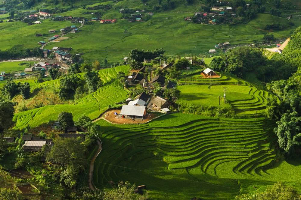 Rizières en terrasses dans la vallée de Mường Hoa.