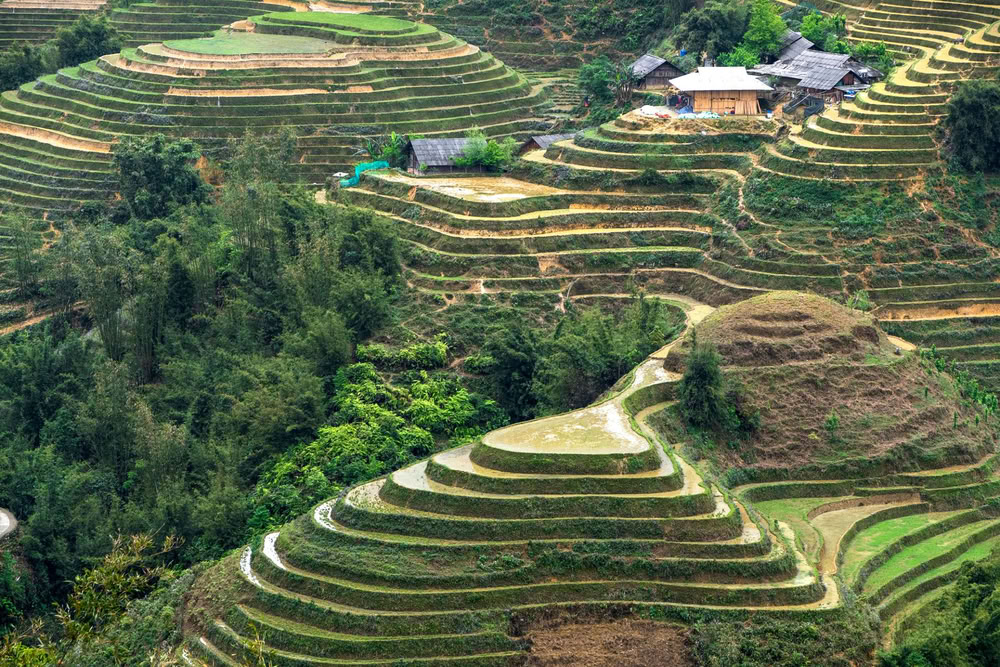 Les courbes des rizières de Lao Chải.