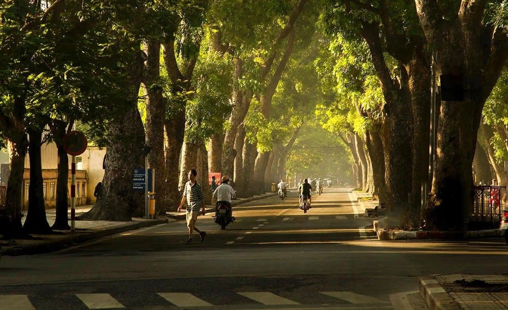 Lumière dorée sous les arbres à Hanoi.