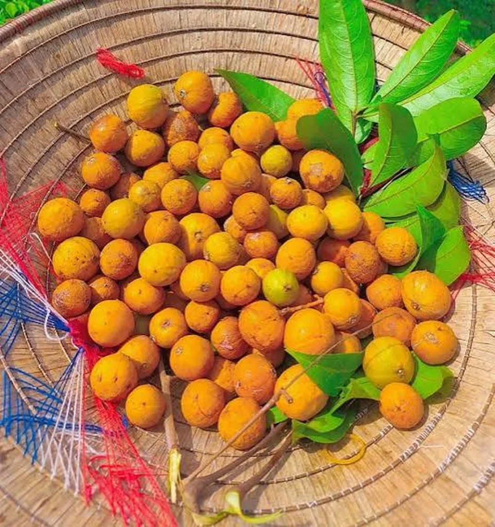 Fruits de sấu mûrs dans un chapeau conique.