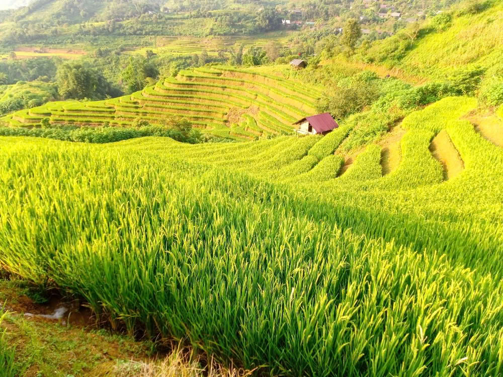 Rizières en terrasses verdoyantes à Sin Suối Hồ.