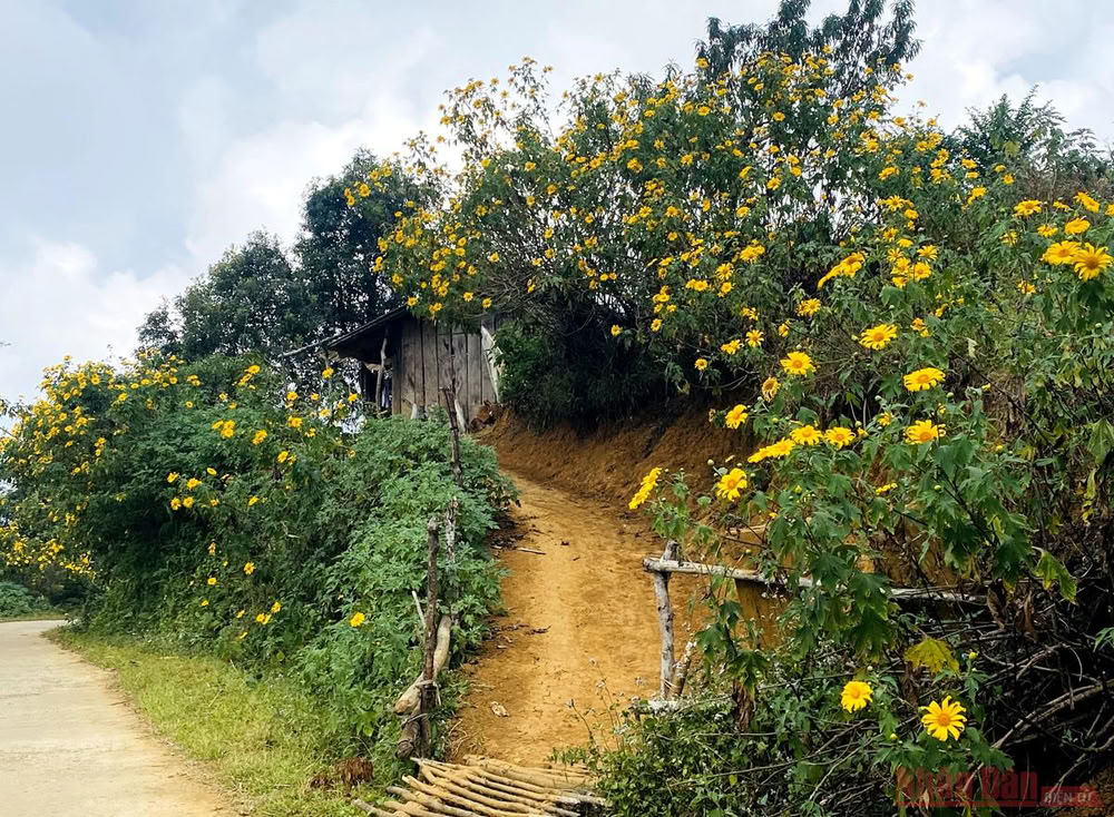 Chemin bordé de fleurs d'artemisia sauvages jaunes.